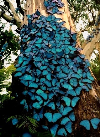 Blue Morpho Butterfly Swarm, Brazil