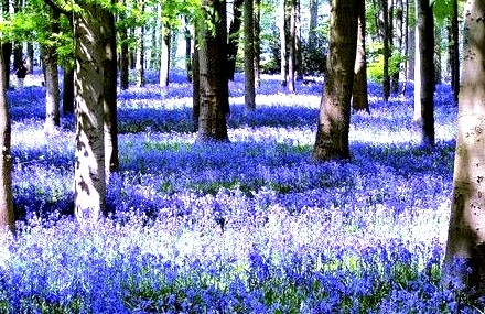Bluebells, Coton Manor Gardens, Northhamptonshire, England 