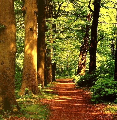 Forest Path, The Netherlands