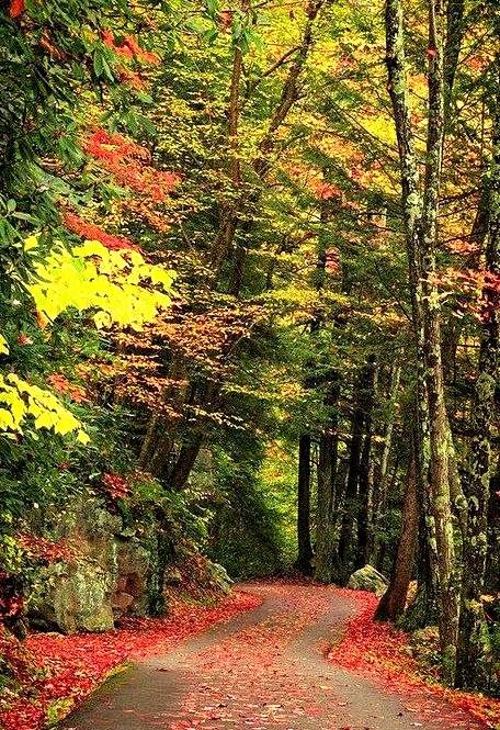 Forest Path, Smokey Mountains, Tennessee