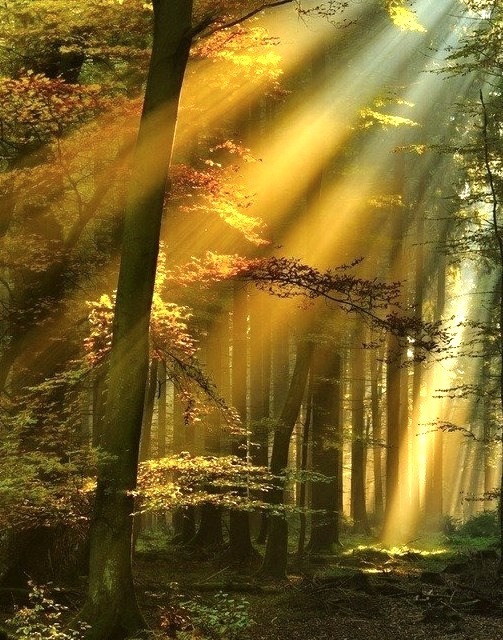 Golden Sun Rays, Schwarzwald, Germany