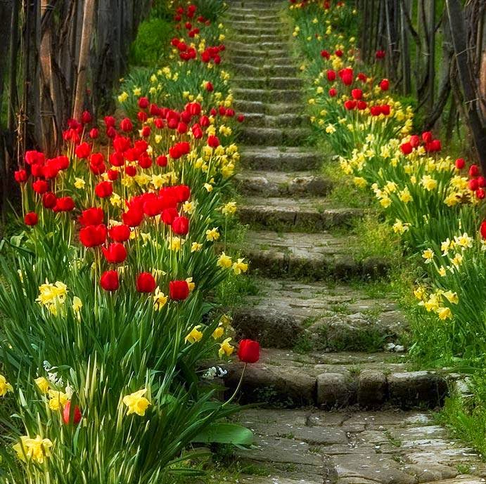 Spring Blossom Stairs, Portugal